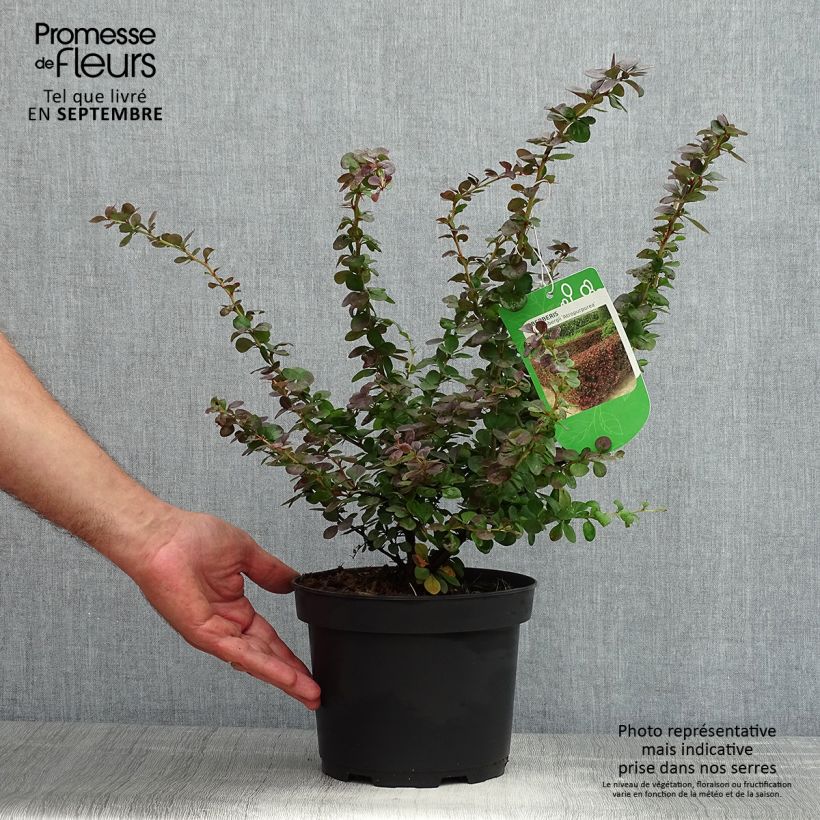 Exemplaar van Berberis thunbergii Atropurpurea - Japanse berberis Pot van 2 l/3 l zoals geleverd in de zomer