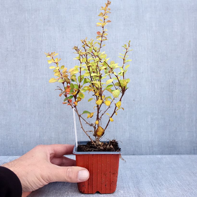Exemplaar van Berberis thunbergii Aurea - Japanse berberis Kweekpotje van 8/9 cm zoals geleverd in de herfst