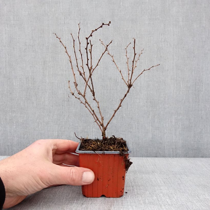 Exemplaar van Berberis thunbergii Aurea - Epine-vinette Godet de 8/9 cm zoals geleverd in de winter