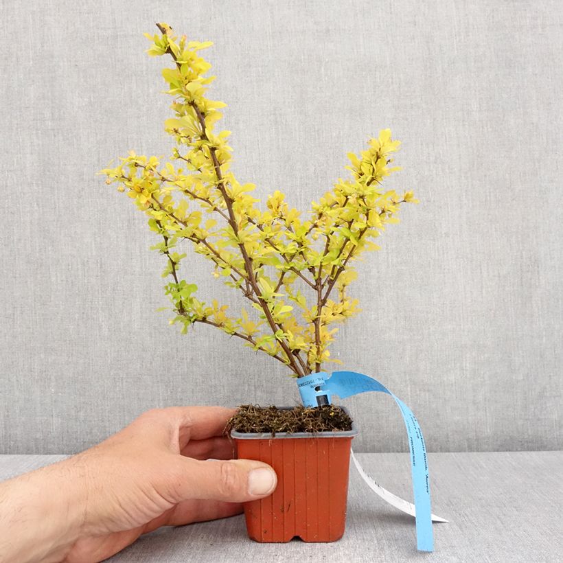 Example of Berberis thunbergii Aurea - Japanse berberis Kweekpotje van 8/9 cm as you get in printemps