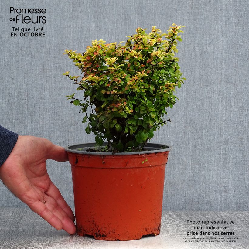 Exemplaar van Berberis thunbergii Bonanza Gold - Japanse berberis Pot van 2 l/3 l zoals geleverd in de herfst
