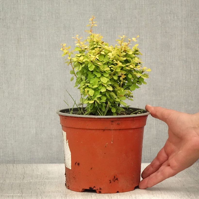Exemplaar van Berberis thunbergii Bonanza Gold - Japanse berberis Pot van 2 l/3 l zoals geleverd in de zomer