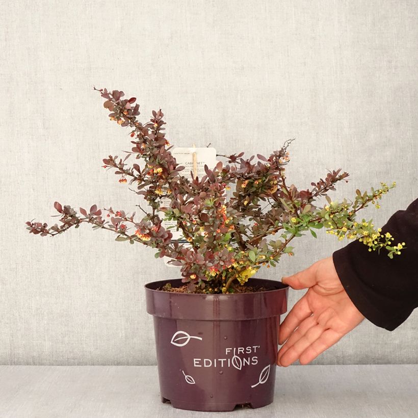 Example of Berberis thunbergii Cabernet - Japanse berberis Pot van 3 l/4 l as you get in printemps
