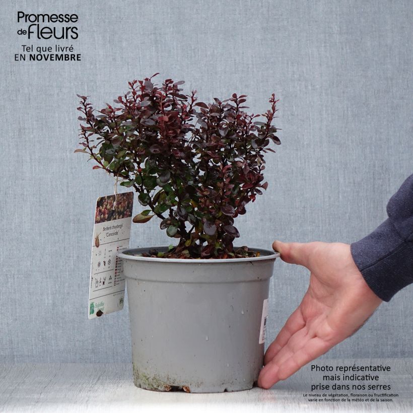 Exemplaar van Berberis thunbergii Concorde - Japanse berberis Pot van 2 l/3 l zoals geleverd in de herfst