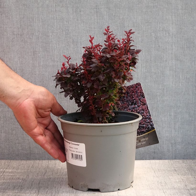 Exemplaar van Berberis thunbergii Concorde - Japanse berberis Pot van 2 l/3 l zoals geleverd in de zomer