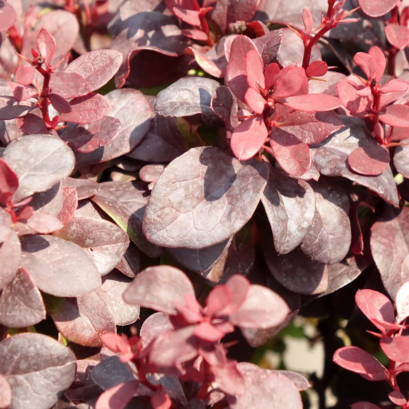 Berberis thunbergii Concorde - Japanse berberis (Blad)