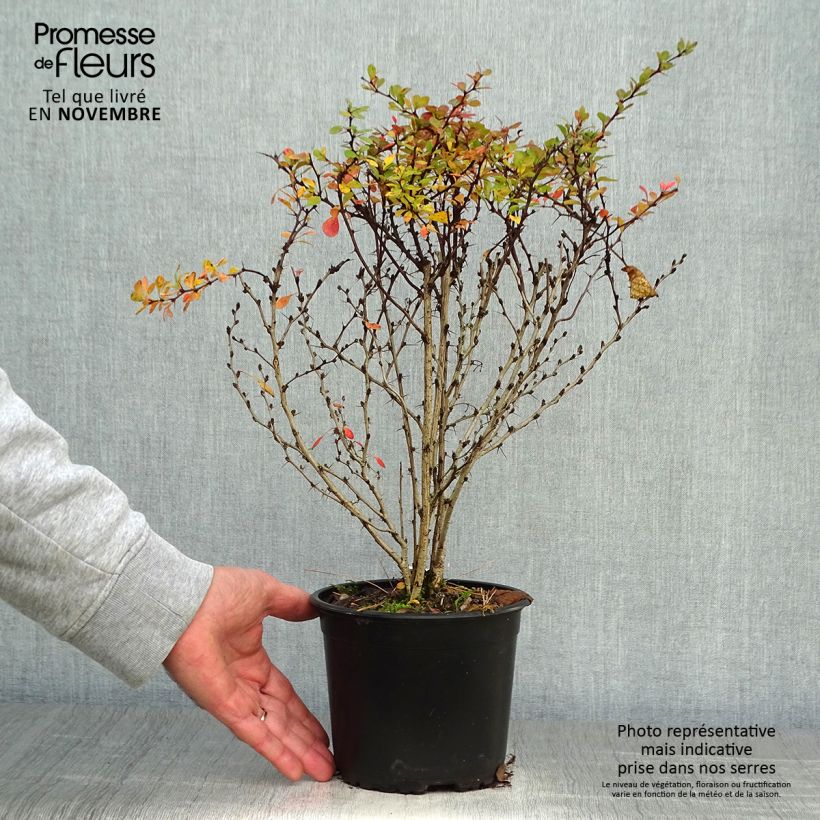 Exemplaar van Berberis thunbergii - Japanse berberis Pot van 2 l/3 l zoals geleverd in de herfst