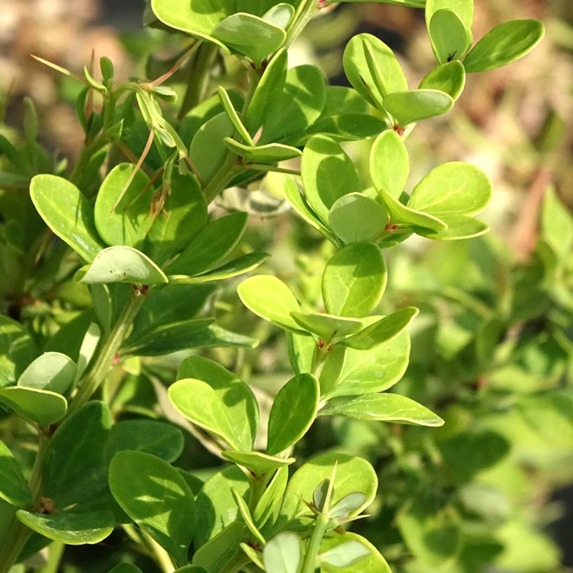 Berberis thunbergii Erecta - Japanse berberis (Blad)
