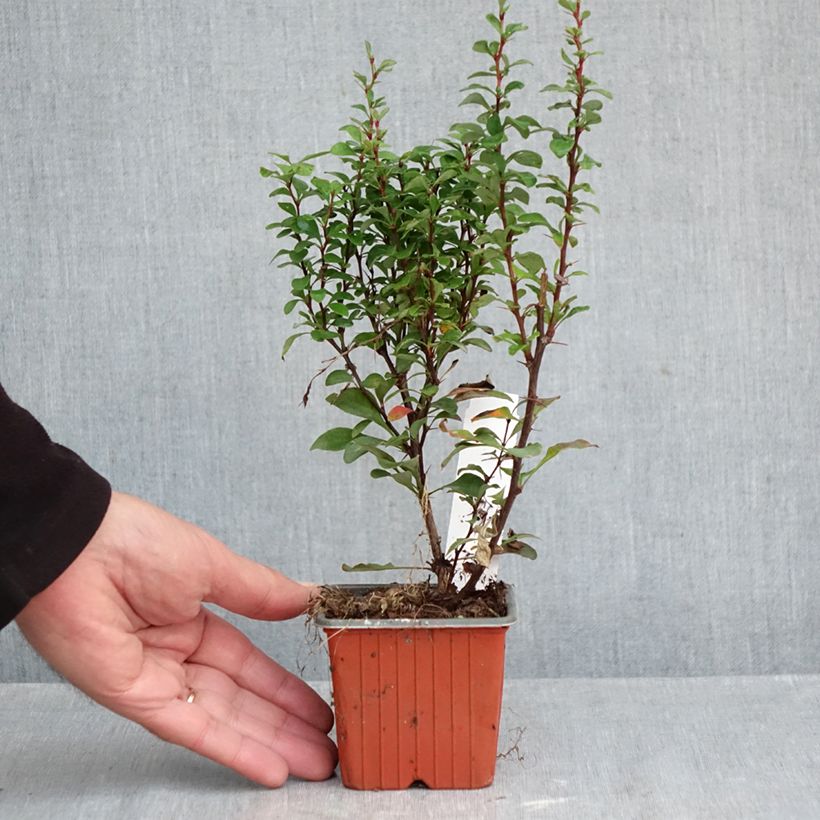 Exemplaar van Berberis thunbergii Erecta - Japanse berberis Kweekpotje van 8/9 cm zoals geleverd in de herfst