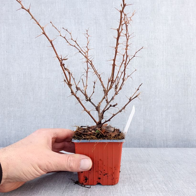 Exemplaar van Berberis thunbergii Erecta - Epine-vinette Godet de 8/9 cm zoals geleverd in de winter