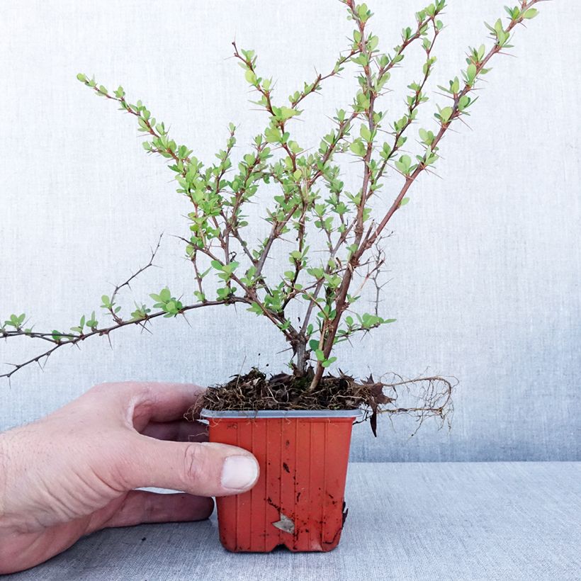 Exemplaar van Berberis thunbergii Erecta - Japanse berberis Kweekpotje van 8/9 cm zoals geleverd in de lente