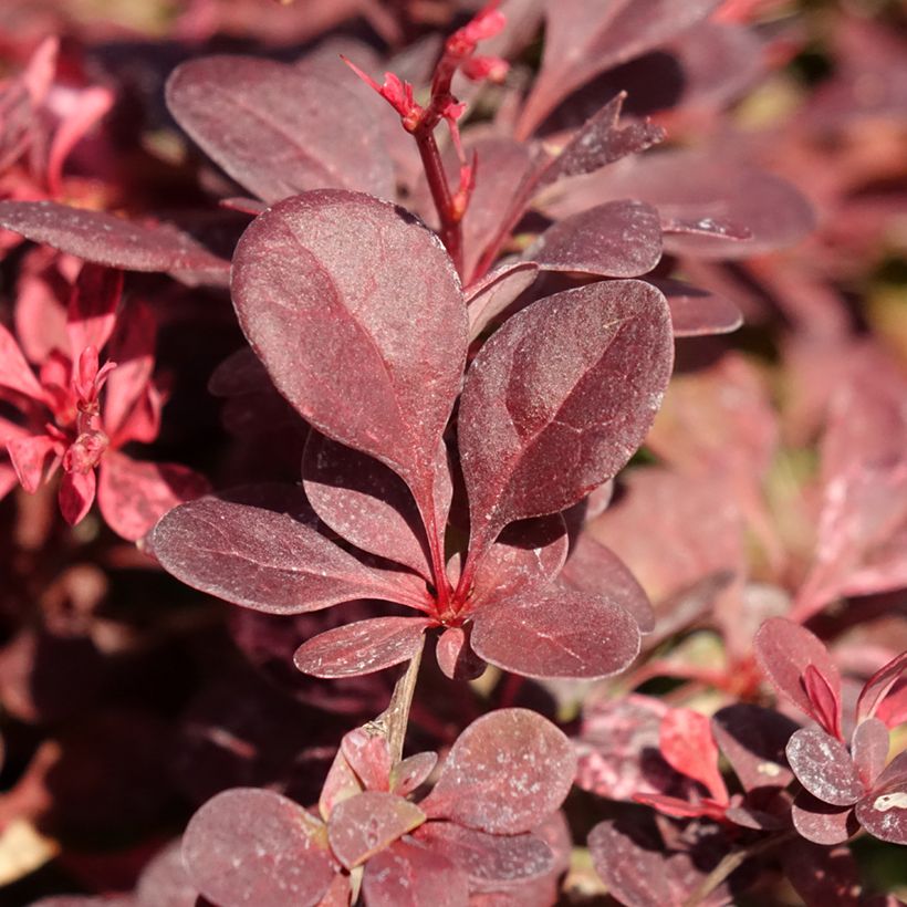 Berberis thunbergii Flamingo - Japanse berberis (Blad)
