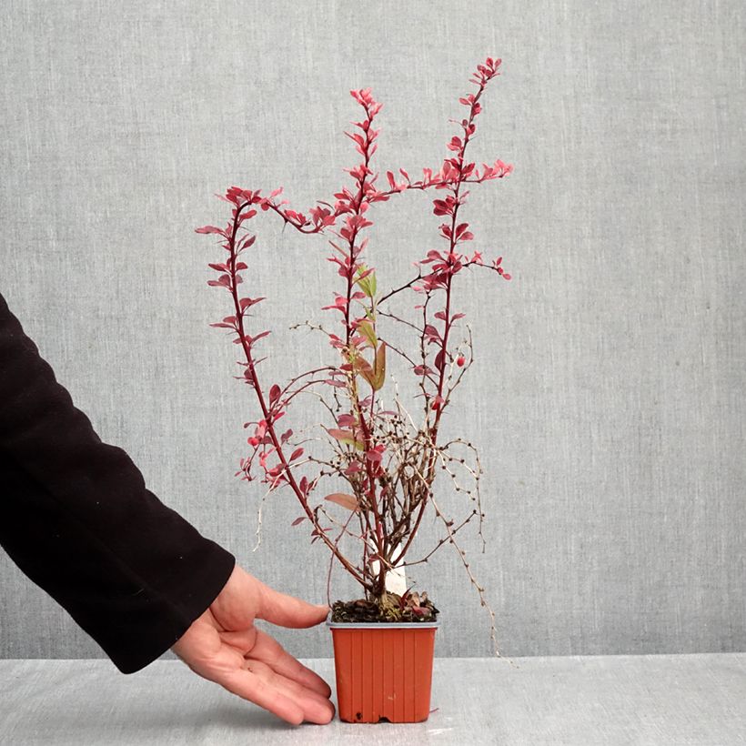 Exemplaar van Berberis thunbergii Flamingo - Japanse berberis Kweekpotje van 8/9 cm zoals geleverd in de herfst
