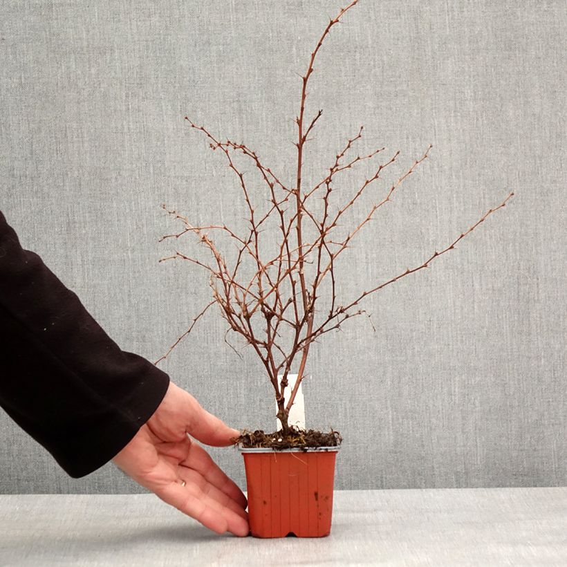 Exemplaar van Berberis thunbergii Flamingo - Japanse berberis Kweekpotje van 8/9 cm zoals geleverd in de winter