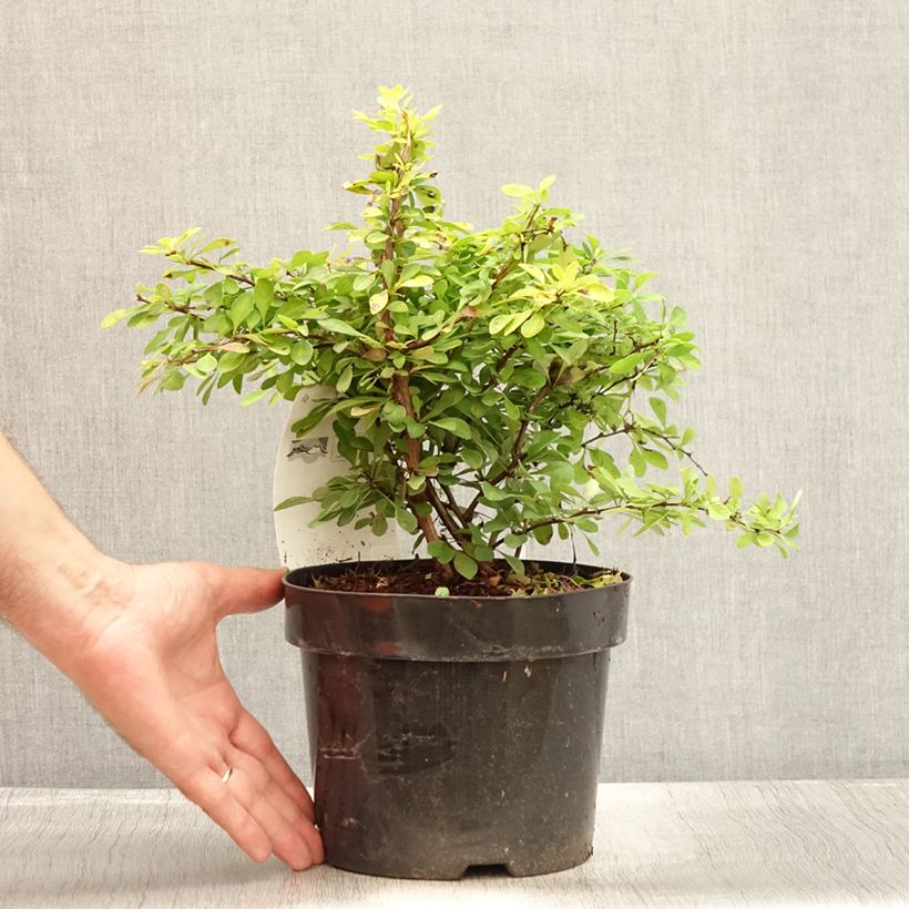 Exemplaar van Berberis thunbergii Golden Carpet - Japanse berberis Pot van 3 l/4 l zoals geleverd in de zomer