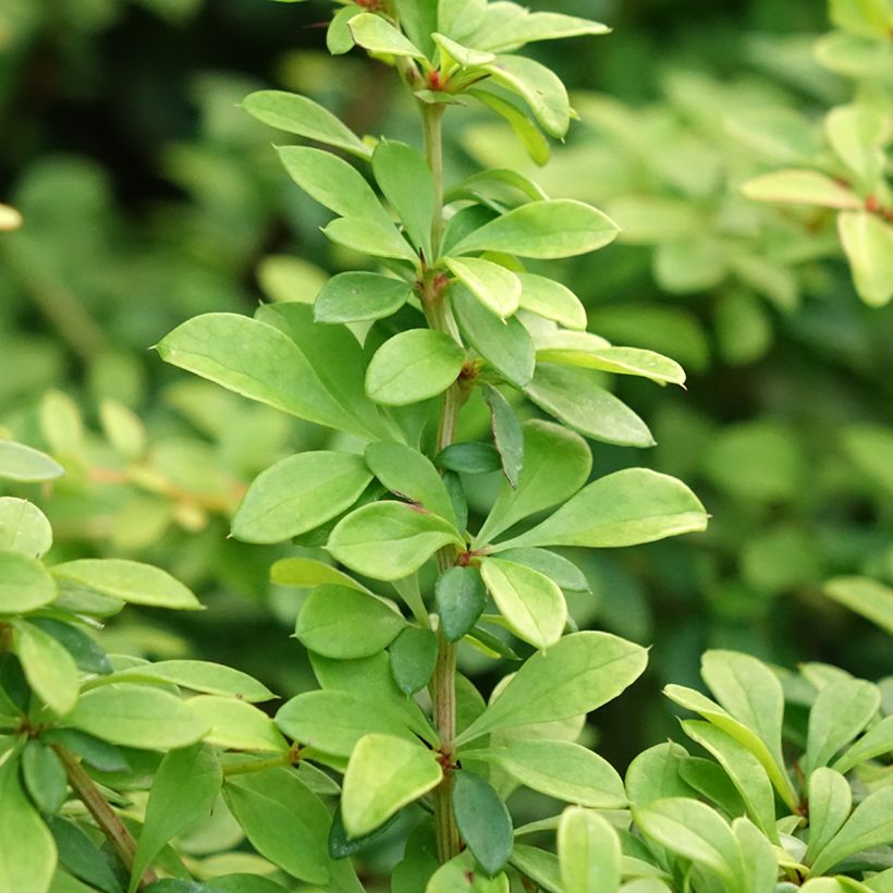 Berberis thunbergii Golden Dream - Japanse berberis (Blad)