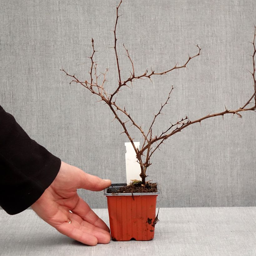 Exemplaar van Berberis thunbergii Golden Ring - Japanse berberis Kweekpotje van 8/9 cm zoals geleverd in de winter