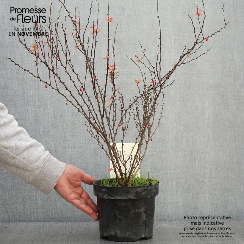 Exemplaar van Berberis thunbergii Golden Rocket - Japanse berberis Pot van 2 l/3 l zoals geleverd in de herfst