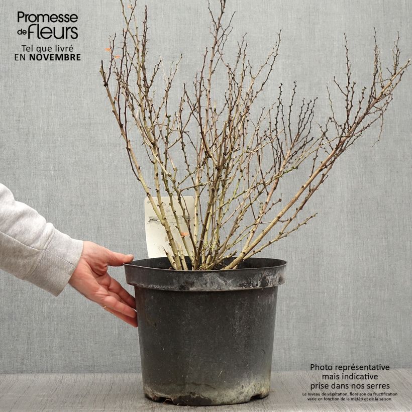 Exemplaar van Berberis thunbergii Golden Rocket - Japanse berberis Pot van 7,5 l/10 l zoals geleverd in de herfst