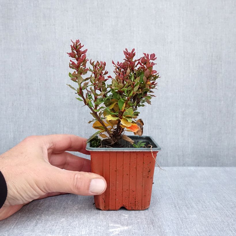 Exemplaar van Berberis thunbergii Golden Ruby - Japanse berberis Kweekpotje van 8/9 cm zoals geleverd in de herfst