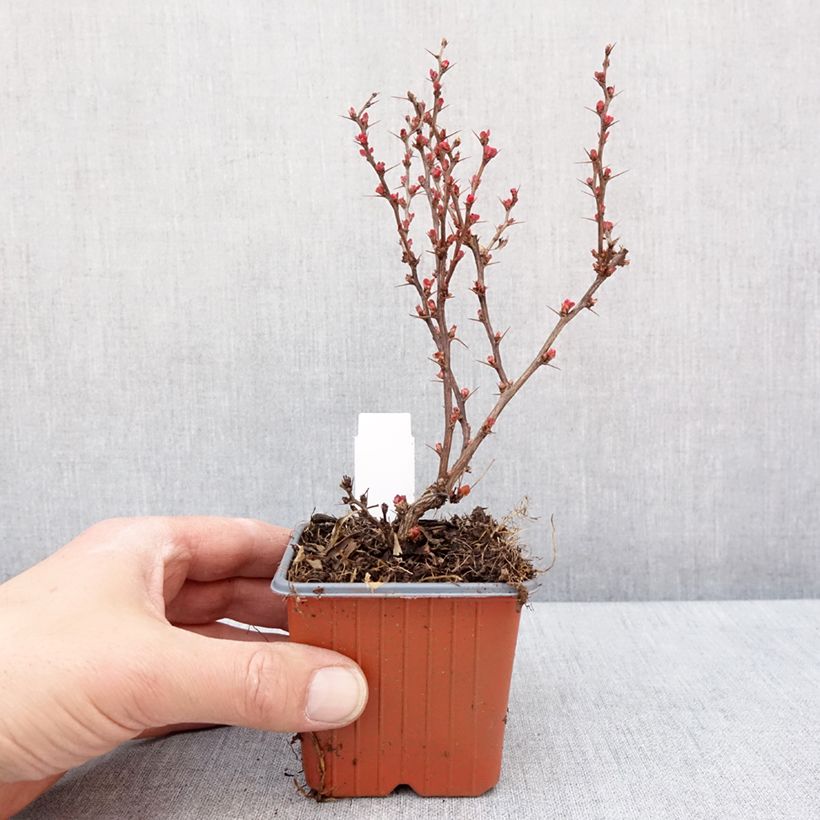 Exemplaar van Berberis thunbergii Golden Ruby - Japanse berberis Kweekpotje van 8/9 cm zoals geleverd in de winter