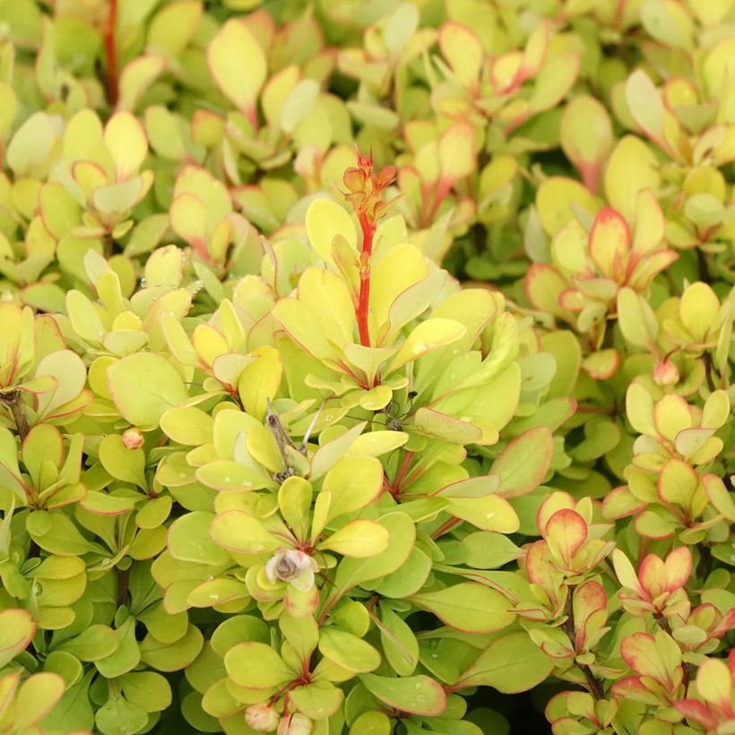 Berberis thunbergii Golden Torch - Japanse berberis (Blad)