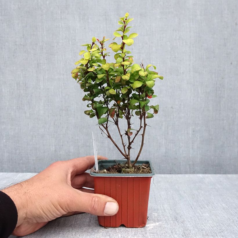 Exemplaar van Berberis thunbergii Golden Torch - Japanse berberis Kweekpotje van 8/9 cm zoals geleverd in de herfst