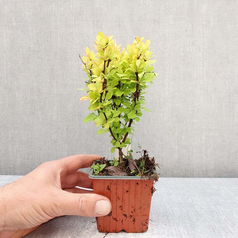 Exemplaar van Berberis thunbergii Golden Torch - Japanse berberis Kweekpotje van 8/9 cm zoals geleverd in de lente