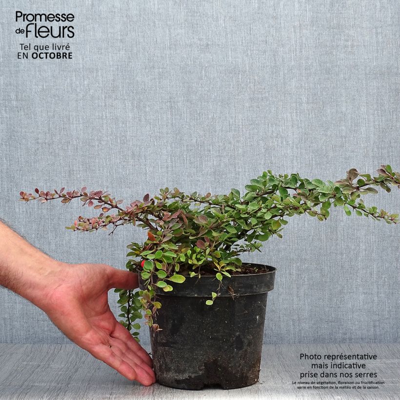 Exemplaar van Berberis thunbergii Green Carpet - Japanse berberis Pot van 3 l/4 l zoals geleverd in de herfst