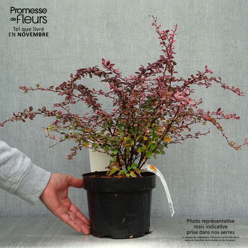 Exemplaar van Berberis thunbergii Harlequin - Japanse berberis Pot van 2 l/3 l zoals geleverd in de herfst