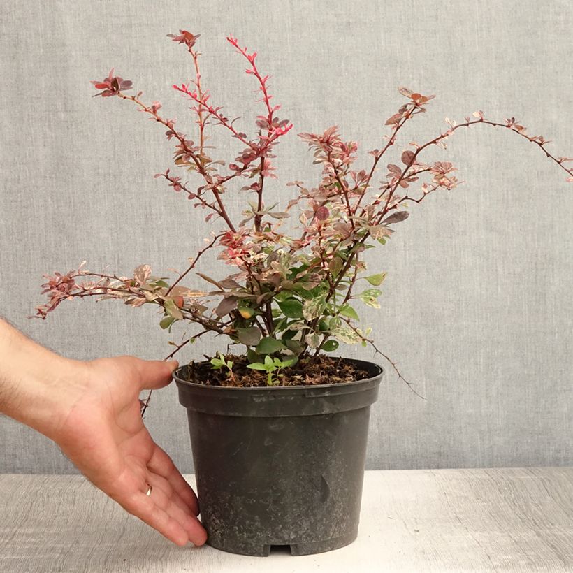 Exemplaar van Berberis thunbergii Harlequin - Japanse berberis Pot van 2 l/3 l zoals geleverd in de zomer