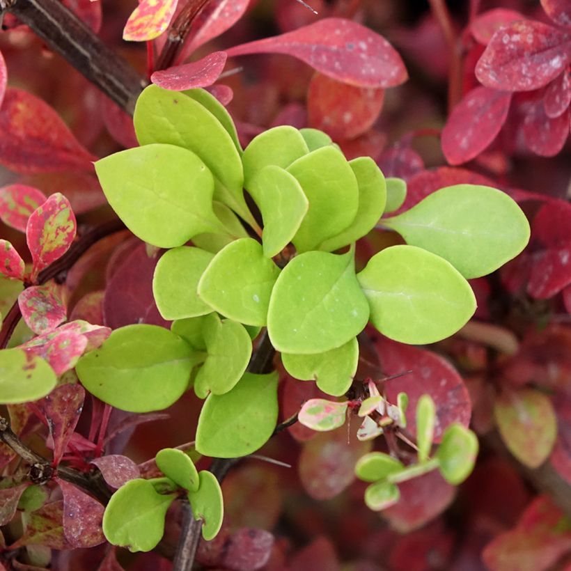 Berberis thunbergii Kelleriis - Japanse berberis (Blad)
