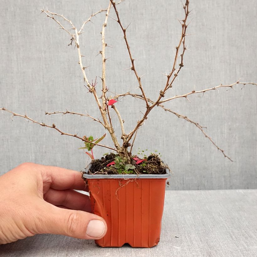 Exemplaar van Berberis thunbergii Kelleriis - Japanse berberis Kweekpotje van 8/9 cm zoals geleverd in de herfst