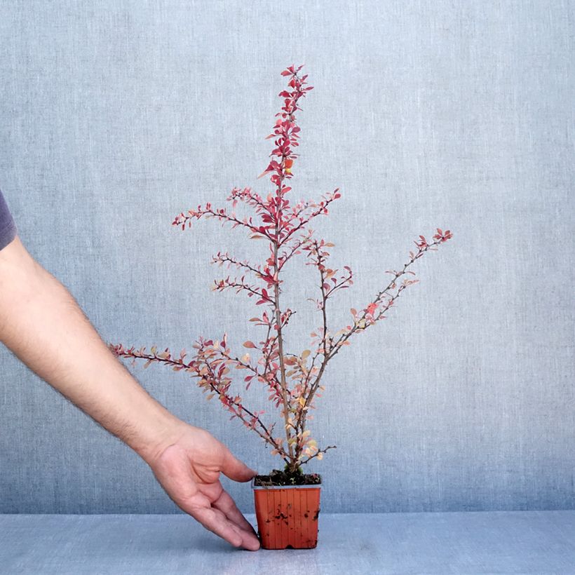 Exemplaar van Berberis thunbergii Kelleriis - Japanse berberis Kweekpotje van 8/9 cm zoals geleverd in de zomer