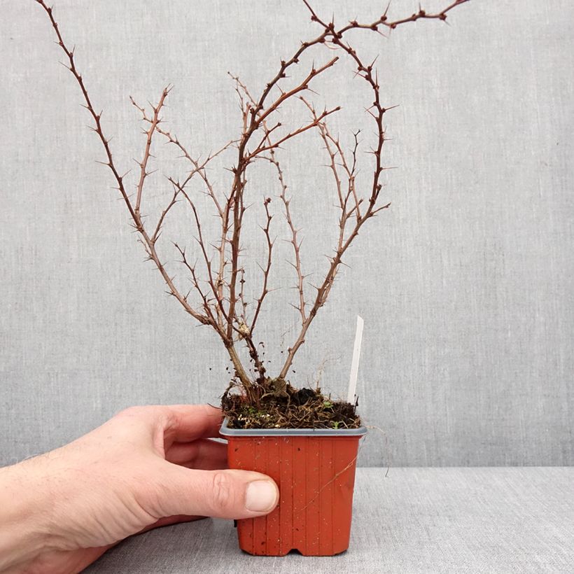 Exemplaar van Berberis thunbergii Kelleriis - Epine-vinette Godet de 8/9 cm zoals geleverd in de winter