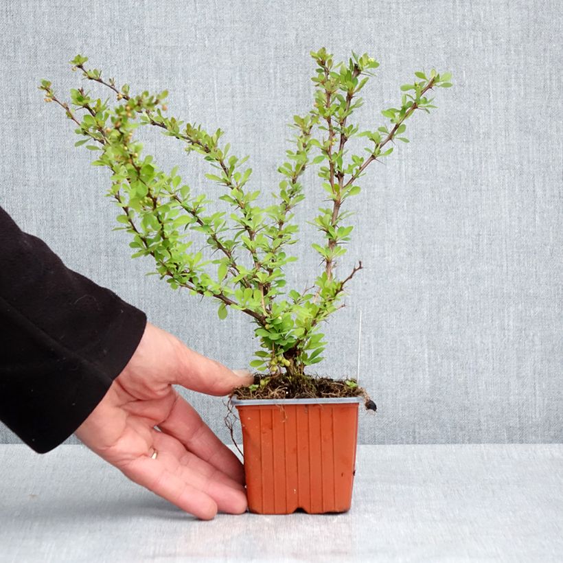 Exemplaar van Berberis thunbergii Kelleriis - Japanse berberis Kweekpotje van 8/9 cm zoals geleverd in de lente