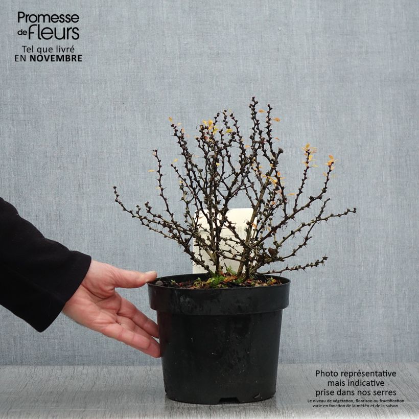 Exemplaar van Berberis thunbergii Kobold - Japanse berberis Pot van 2 l/3 l zoals geleverd in de herfst