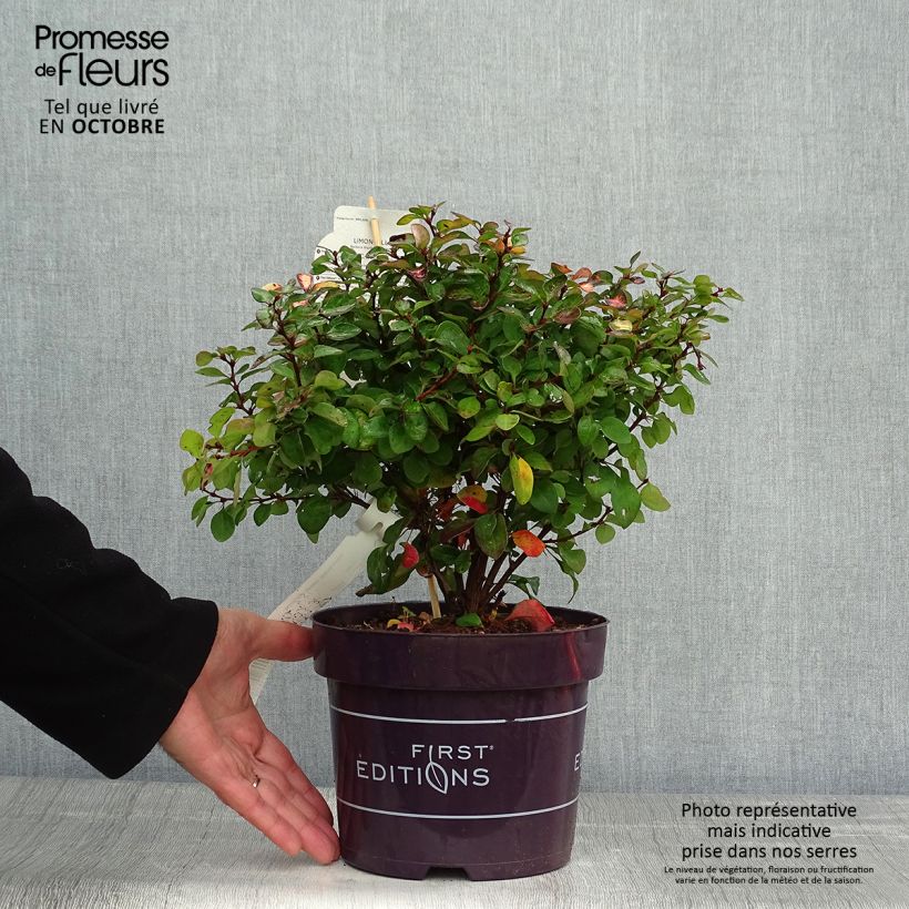 Exemplaar van Berberis thunbergii Limoncello - Japanse berberis Pot van 3 l/4 l zoals geleverd in de herfst