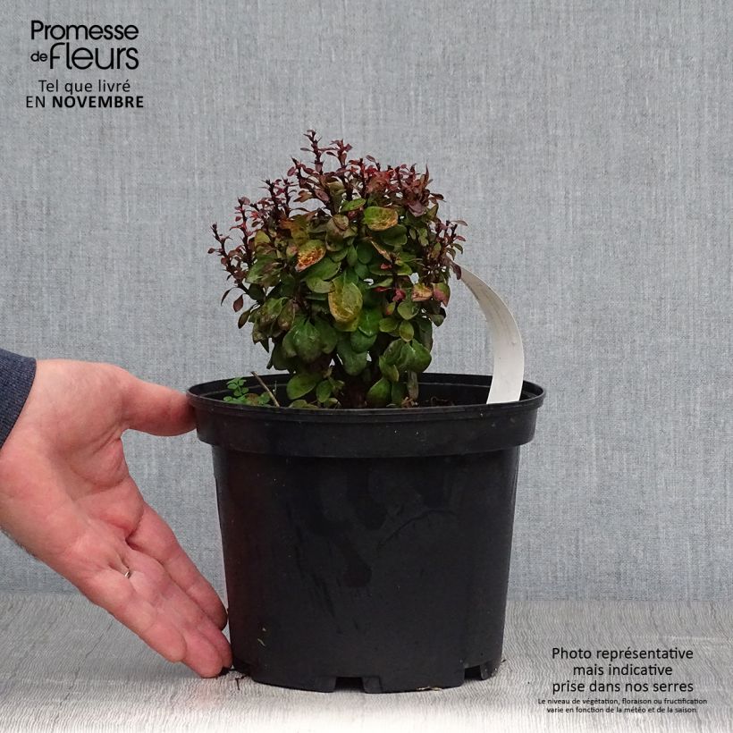 Exemplaar van Berberis thunbergii Lutin Rouge - Japanse berberis Pot van 2 l/3 l zoals geleverd in de herfst