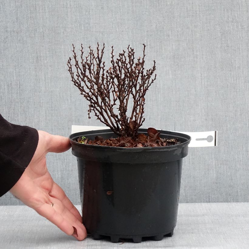Exemplaar van Berberis thunbergii Lutin Rouge -  Epine-vinette naine Pot de 2L/3L zoals geleverd in de winter