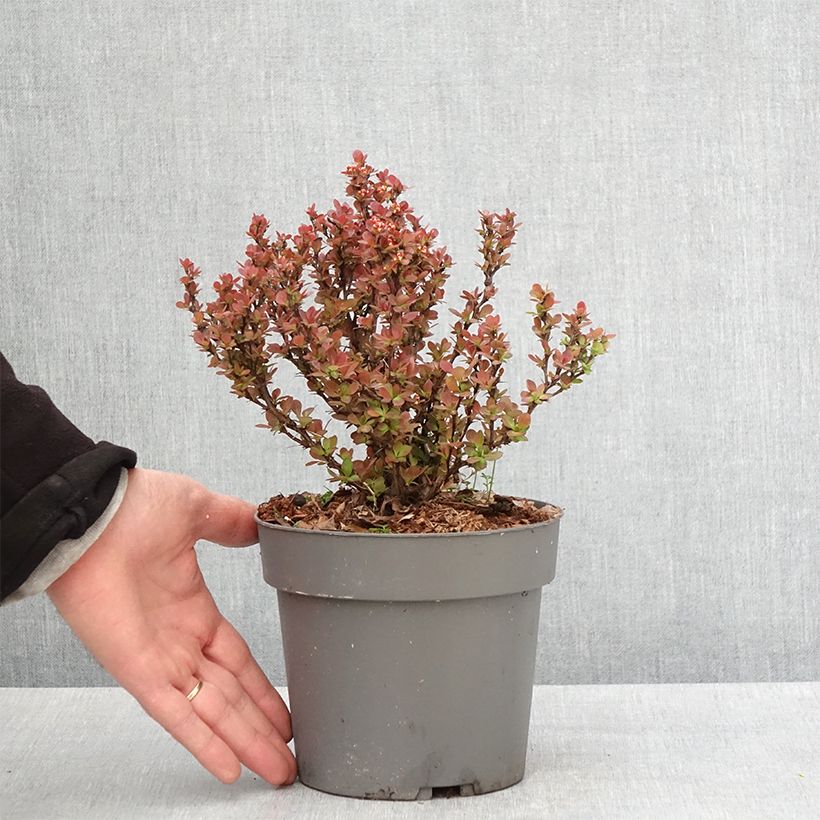 Exemplaar van Berberis thunbergii Lutin Rouge - Japanse berberis Pot van 2 l/3 l zoals geleverd in de lente