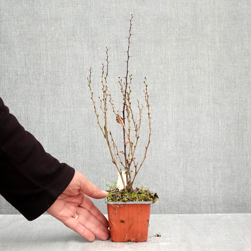 Exemplaar van Berberis thunbergii Maria - Japanse berberis Kweekpotje van 8/9 cm zoals geleverd in de herfst