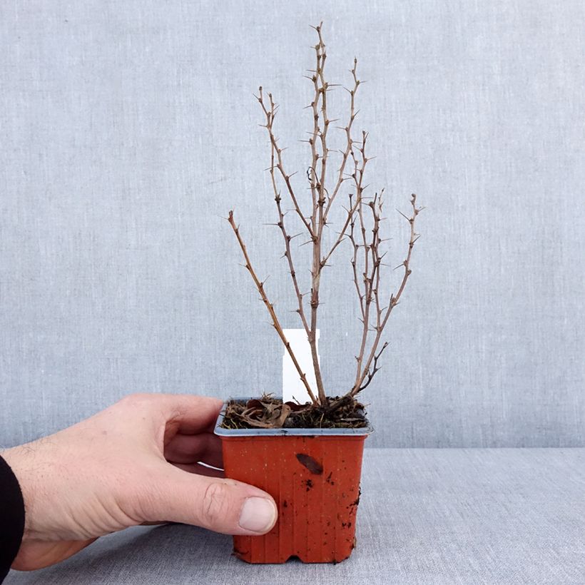 Exemplaar van Berberis thunbergii Maria - Japanse berberis Kweekpotje van 8/9 cm zoals geleverd in de winter