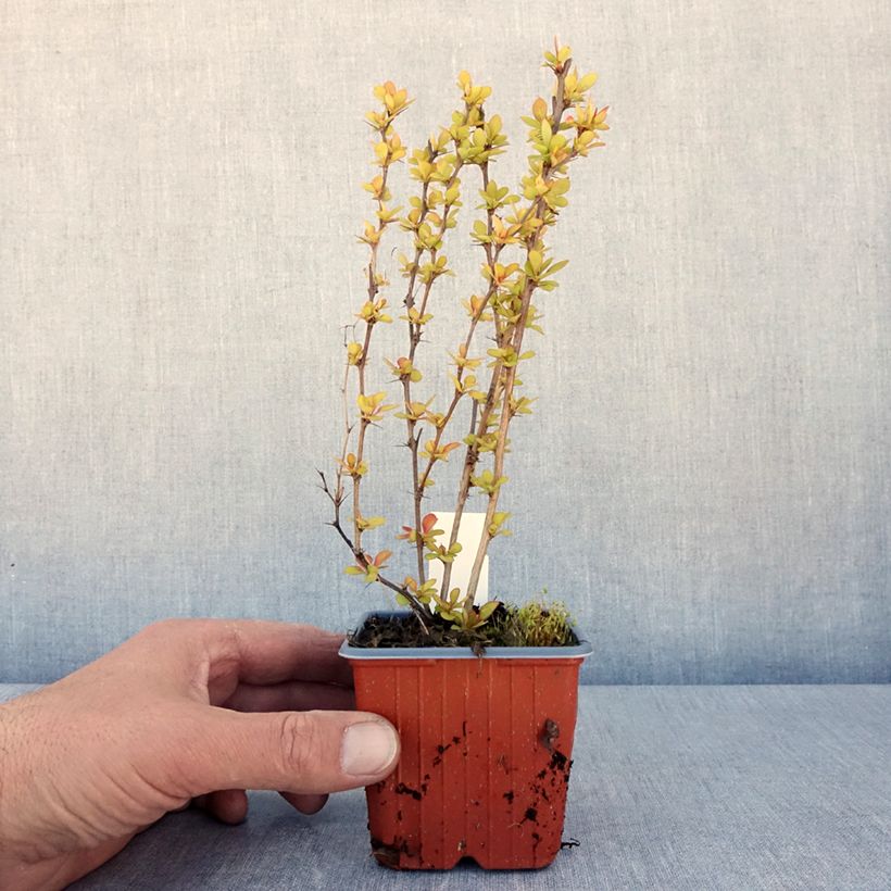 Exemplaar van Berberis thunbergii Maria - Japanse berberis Kweekpotje van 8/9 cm zoals geleverd in de lente