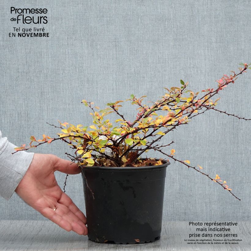 Exemplaar van Berberis thunbergii Natasza - Japanse berberis Pot van 2 l/3 l zoals geleverd in de herfst