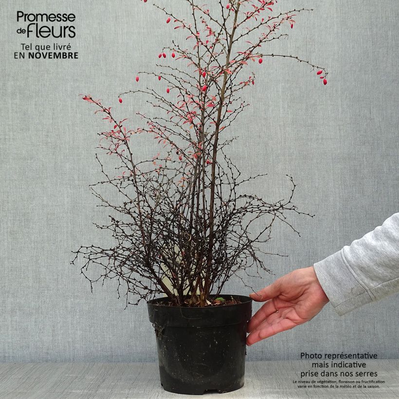 Exemplaar van Berberis thunbergii Orange Dream - Japanse berberis Pot van 2 l/3 l zoals geleverd in de herfst