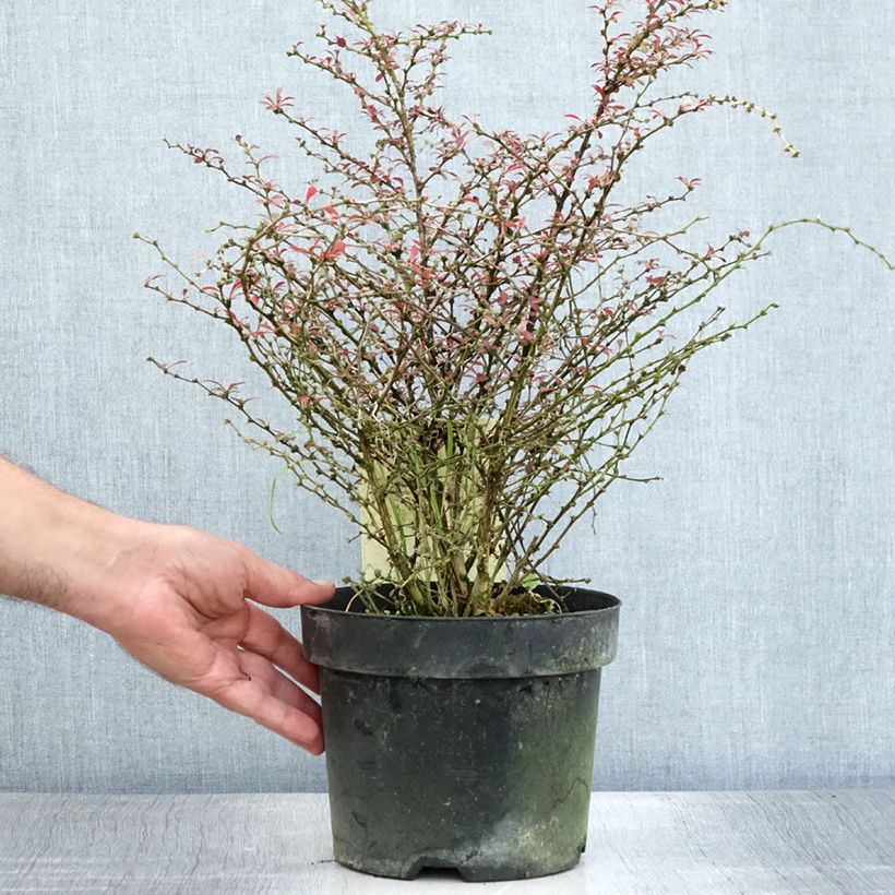 Exemplaar van Berberis thunbergii Orange Dream - Japanse berberis Pot van 2 l/3 l zoals geleverd in de zomer