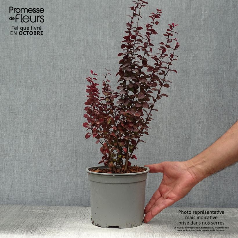 Exemplaar van Berberis thunbergii Orange Rocket - Japanse berberis Pot van 3 l/4 l zoals geleverd in de herfst