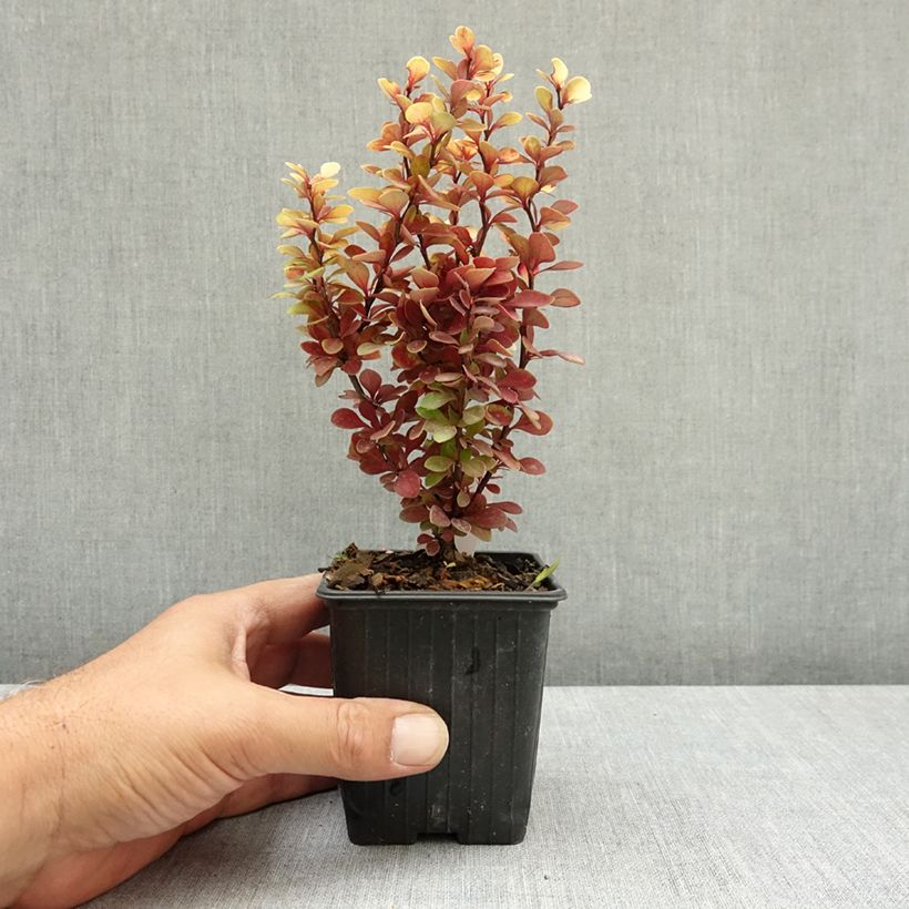 Exemplaar van Berberis thunbergii Orange Torch - Japanse berberis Kweekpotje van 8/9 cm zoals geleverd in de zomer