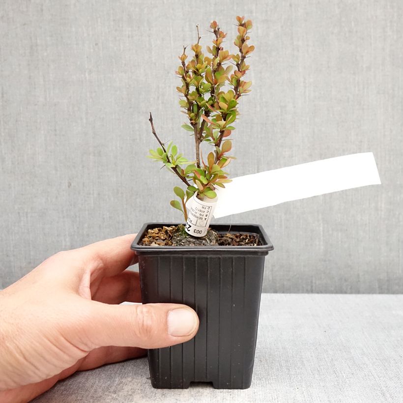 Exemplaar van Berberis thunbergii Orange Torch - Japanse berberis Kweekpotje van 8/9 cm zoals geleverd in de lente